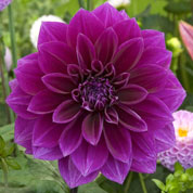 Dahlia Grandes Fleurs Dcoratif 'Thomas Edison'